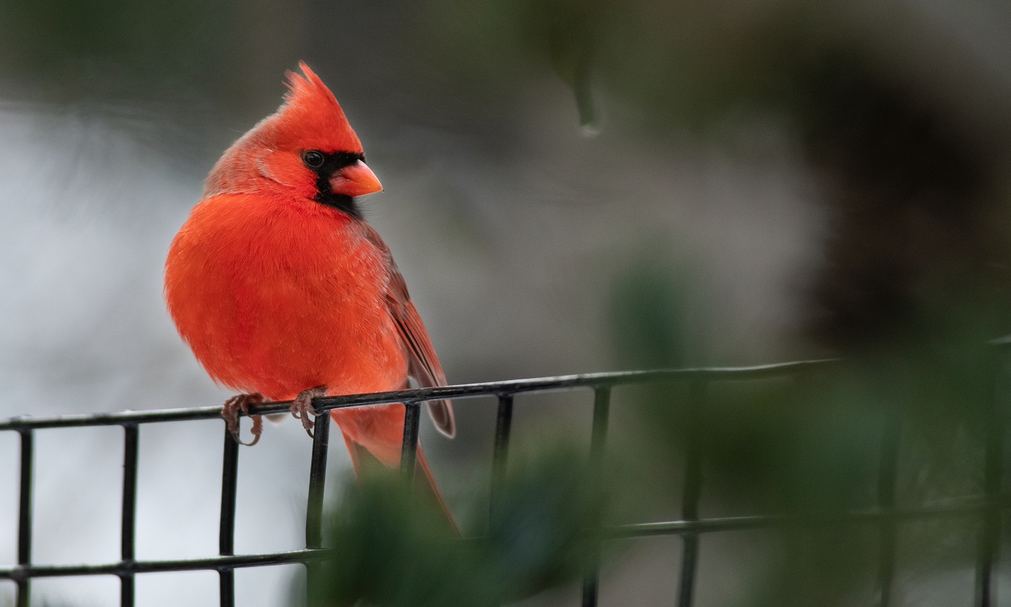 Cardinalsocialtumbnail_1.jpg