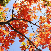sugar-maple-tree-donation-jpg-1.jpg