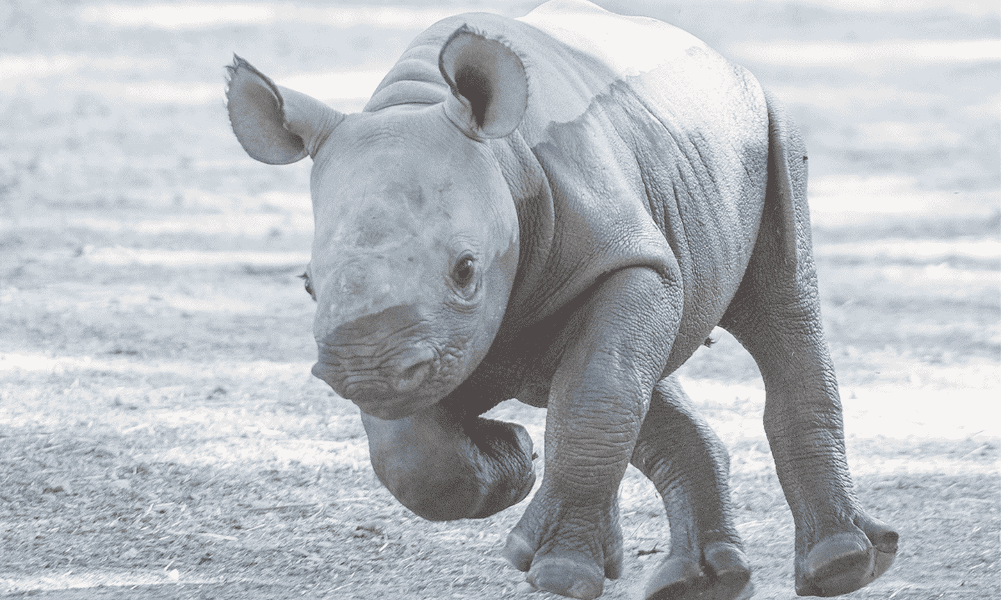 Rhino.png