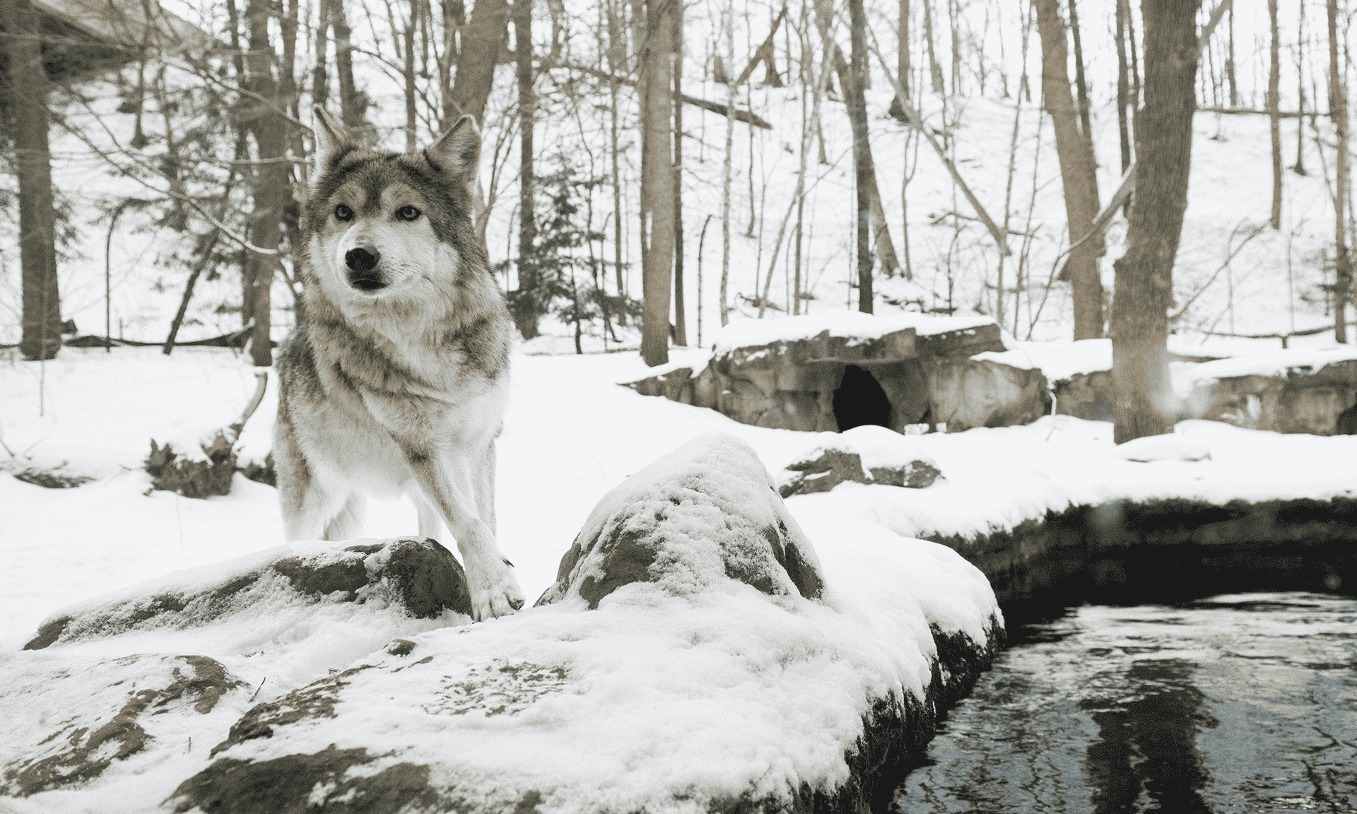 Wolf.webp