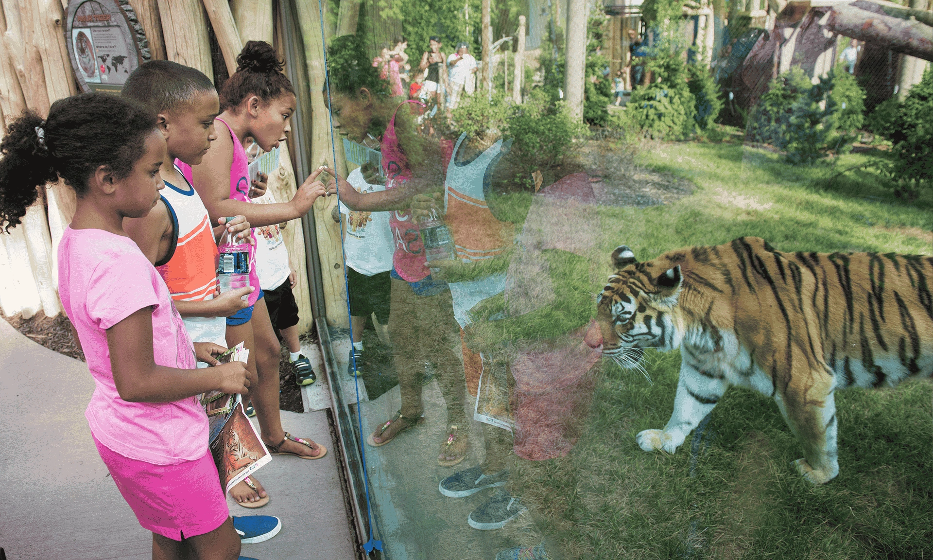 Tiger-Enclosure.webp
