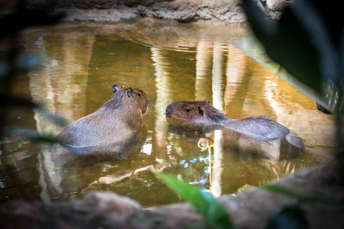 hippo-KCL-0532.jpg