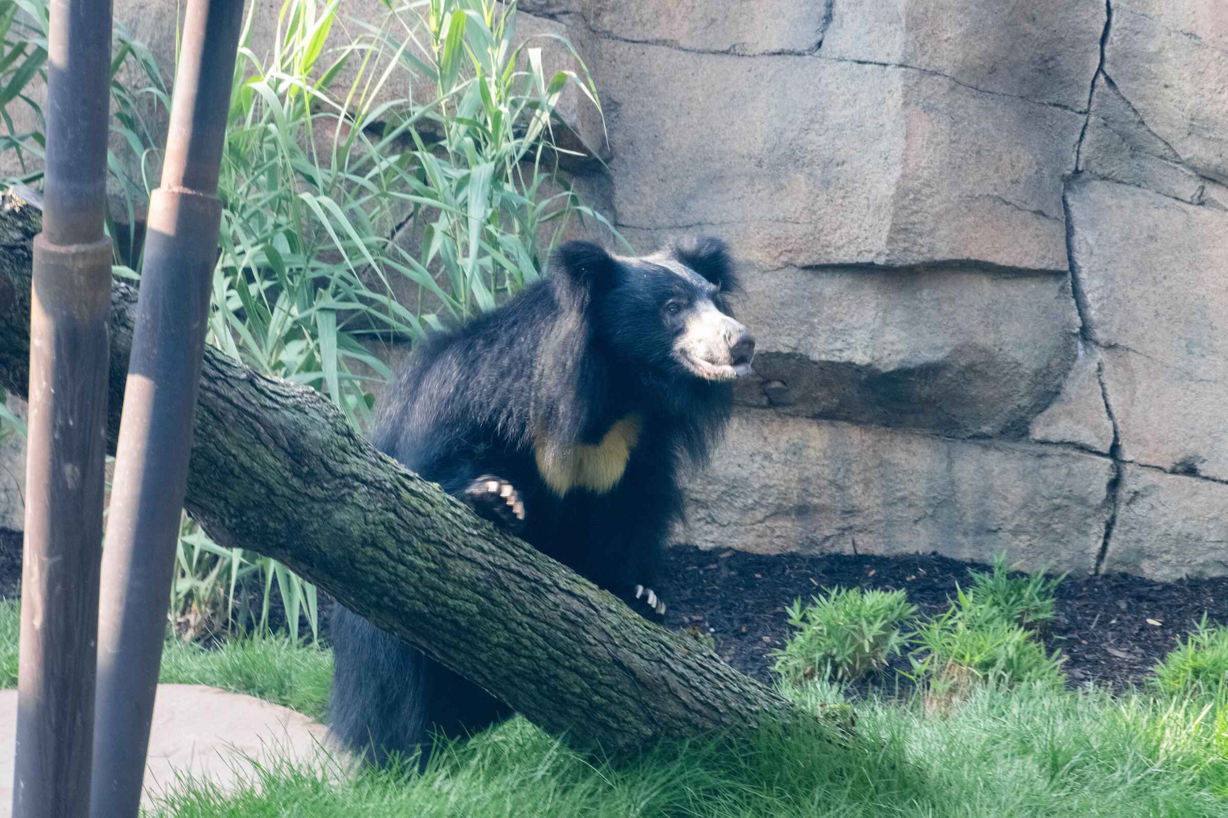 female-sloth-bear-04.jpg