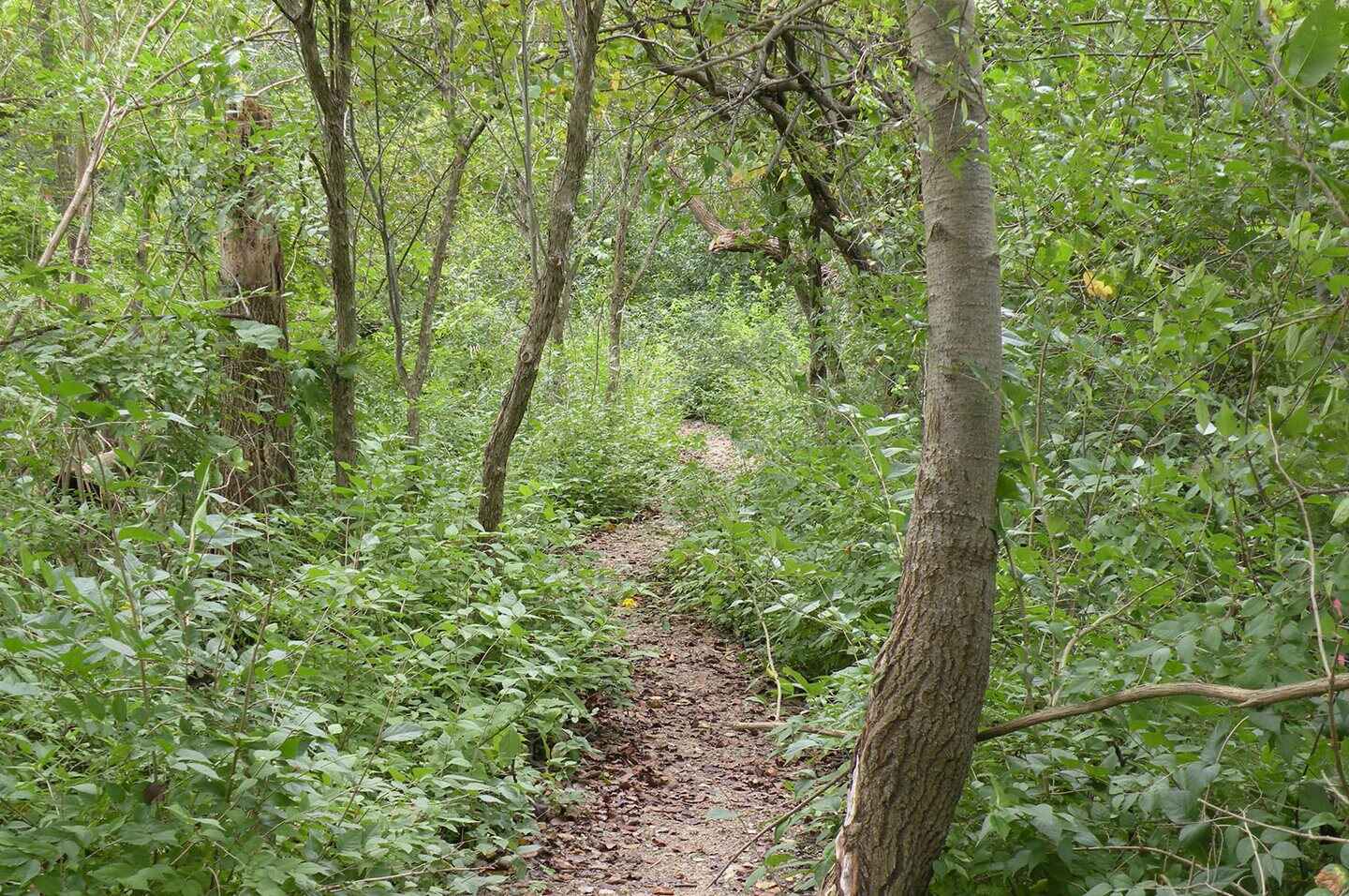 summer-trail.jpg