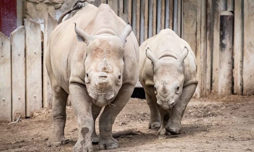 Rhinos_2.jpg