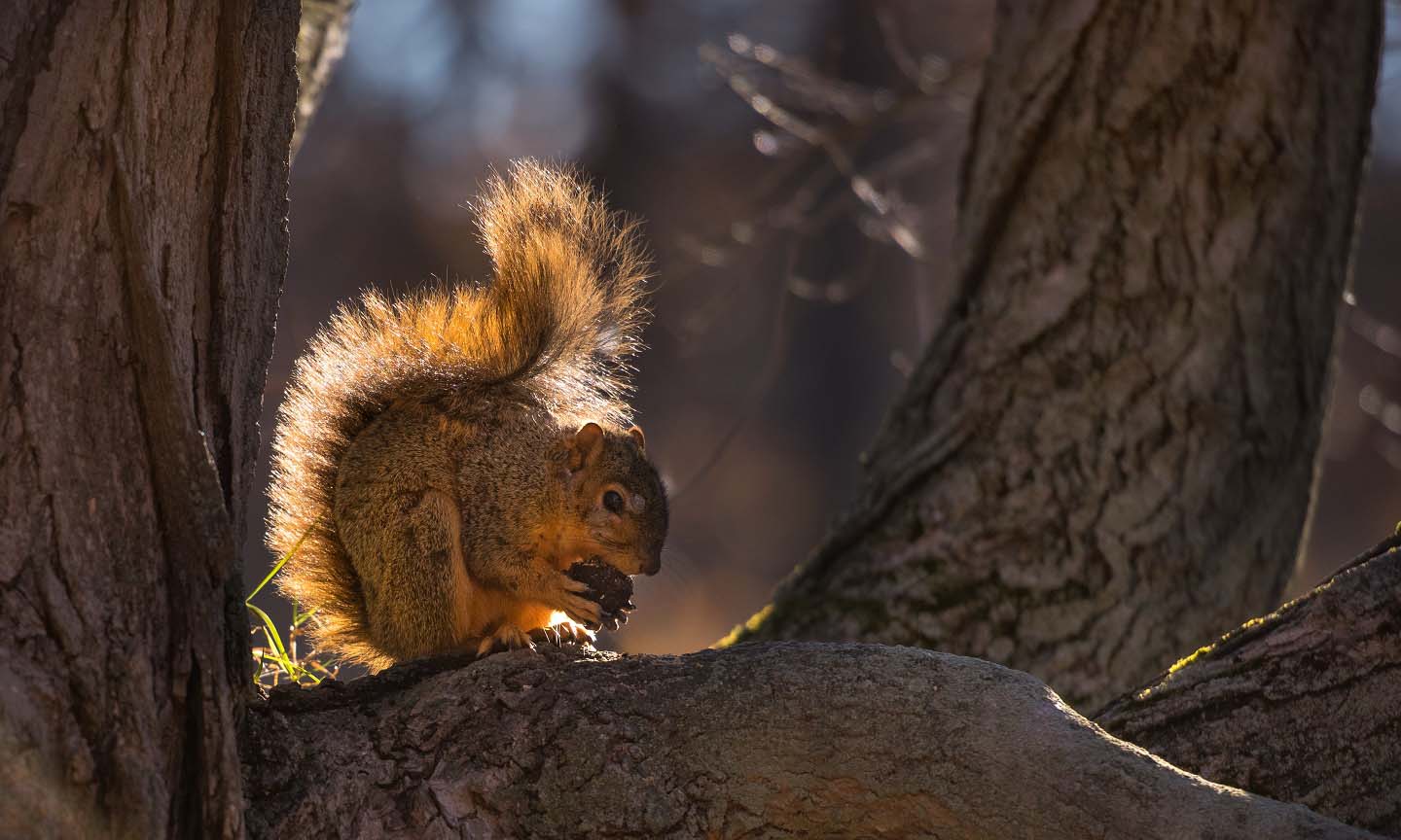 RedFoxSquirrelsocial-thumbnail-1.jpg