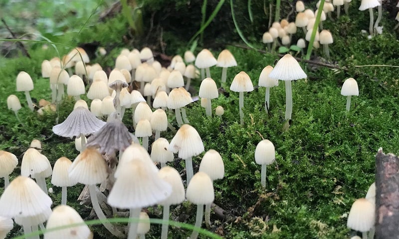 Mushrooms-on-moss-BWR-JM.jpg