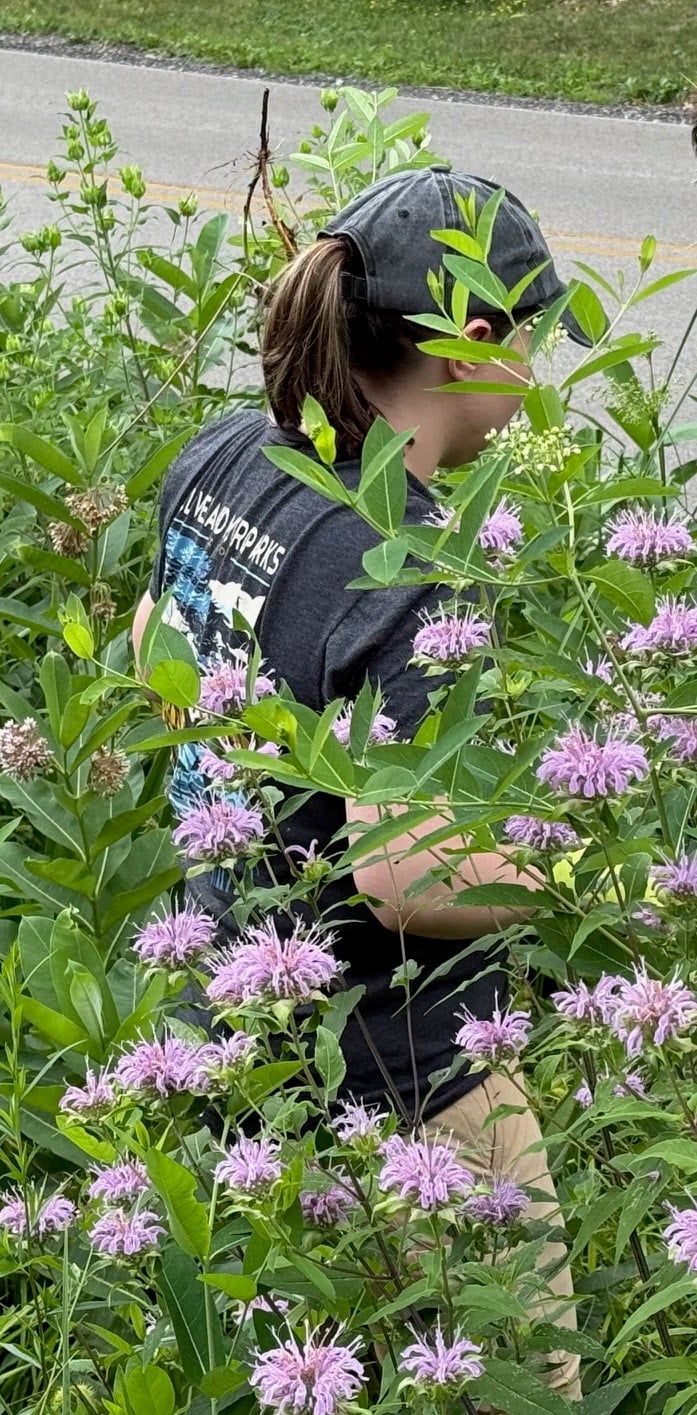 MONARDA