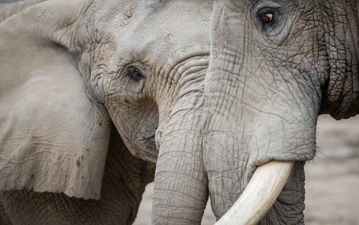 elephants.jpg