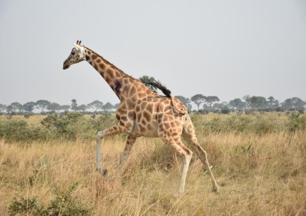 FFW-Giraffe-carousel-image-4.jpg