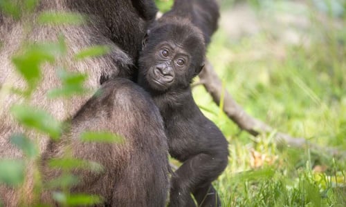 Gorillas.jpg