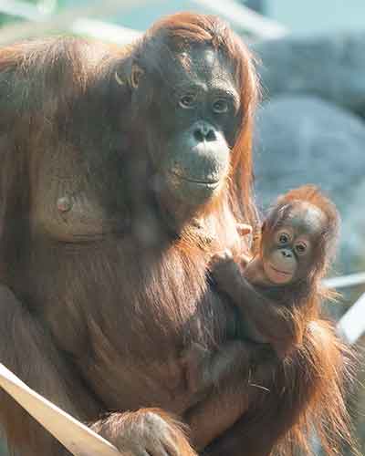 Orangutan-Kera.jpg