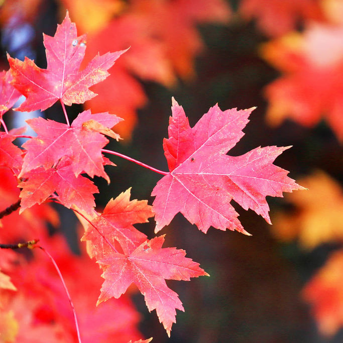 autumn-blaze-maple.jpg