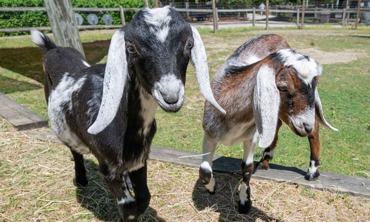 Goats.jpg