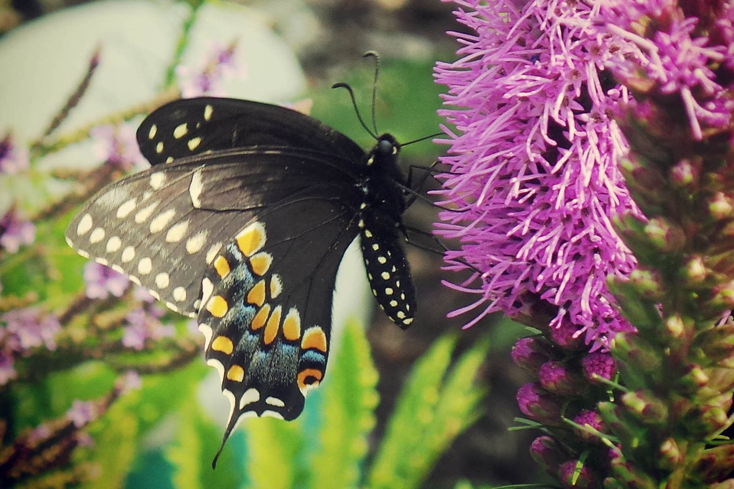 black-swallowtail-nectaring.jpg