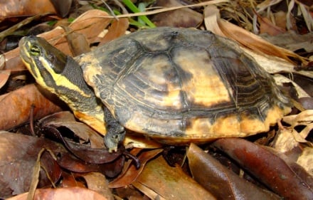 FFW-Asian-turtle-carousel-image-2.jpg