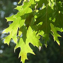 pin-oak.jpg