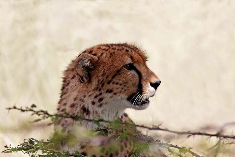 Cheetah-Looking-through-Branches.jpg