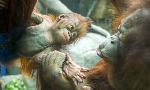 Orangutans_1.jpg