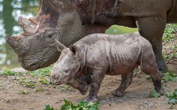 rhinos_1.jpg