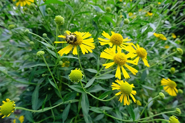 Common Sneezeweed Common Sneezeweed