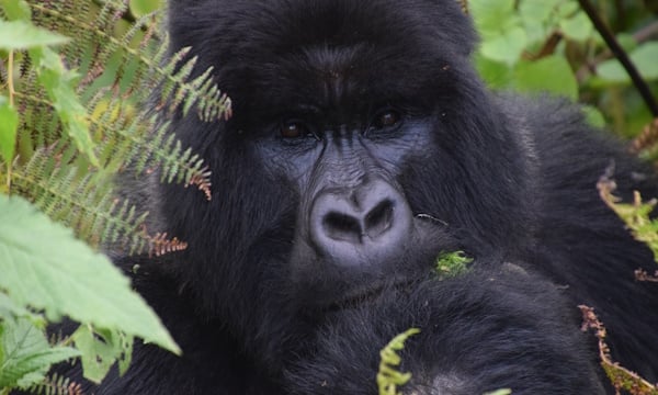 Gorilla-Earth-Day.jpg