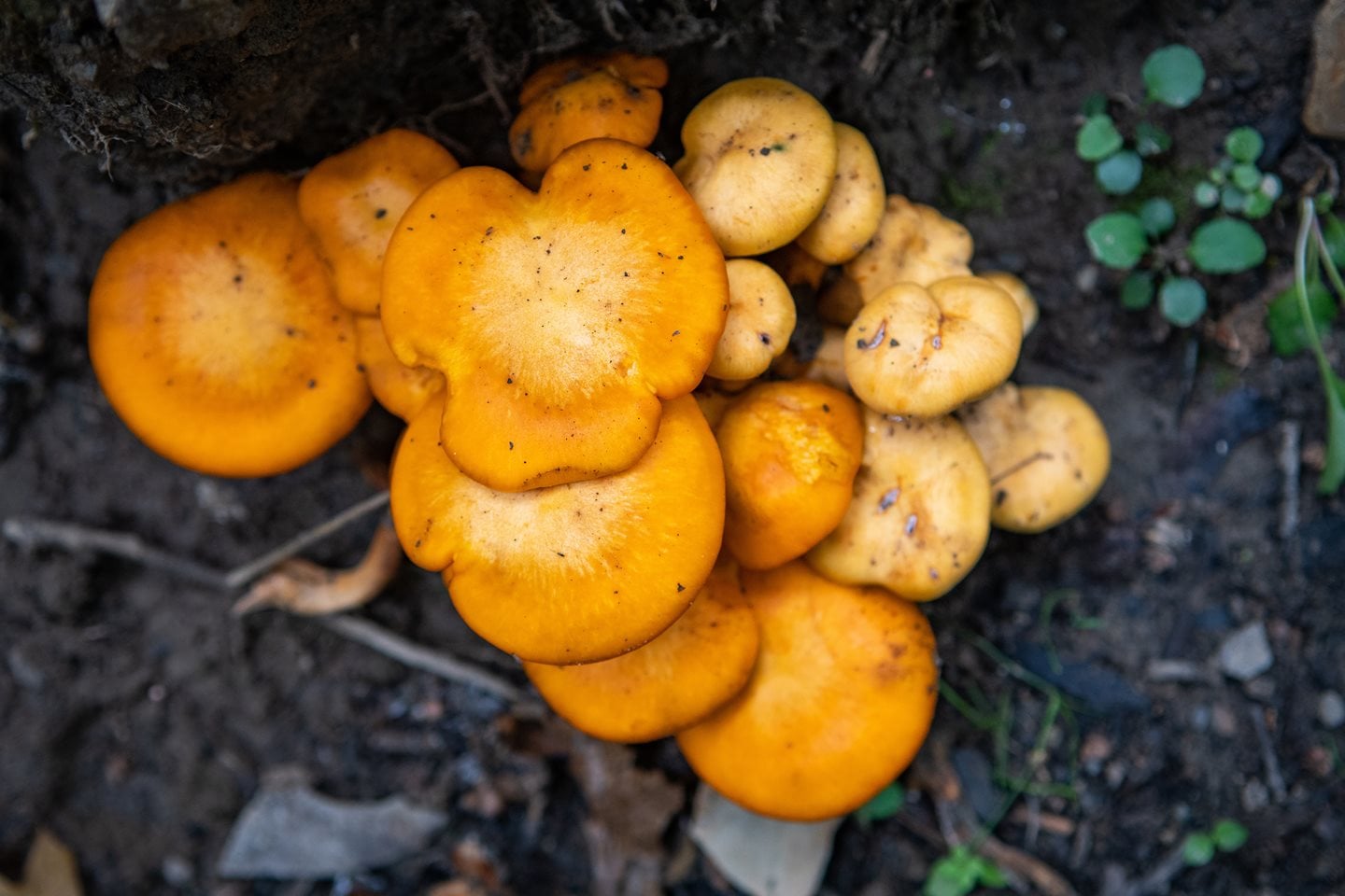 Mushroomssocialthumbnail.jpg