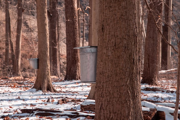 MAPLE_SUGARING-18.jpg