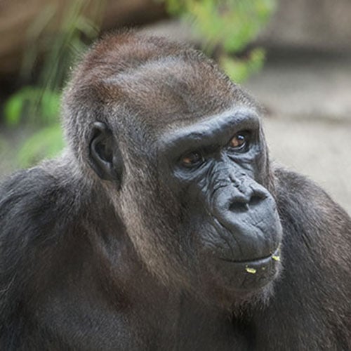 Gorilla-Fredrika.jpg