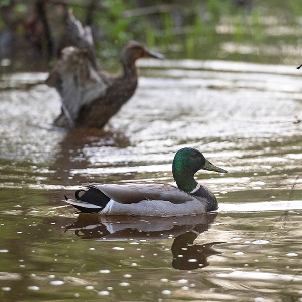Ducks.webp