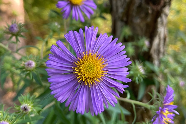 New England Aster New England Aster