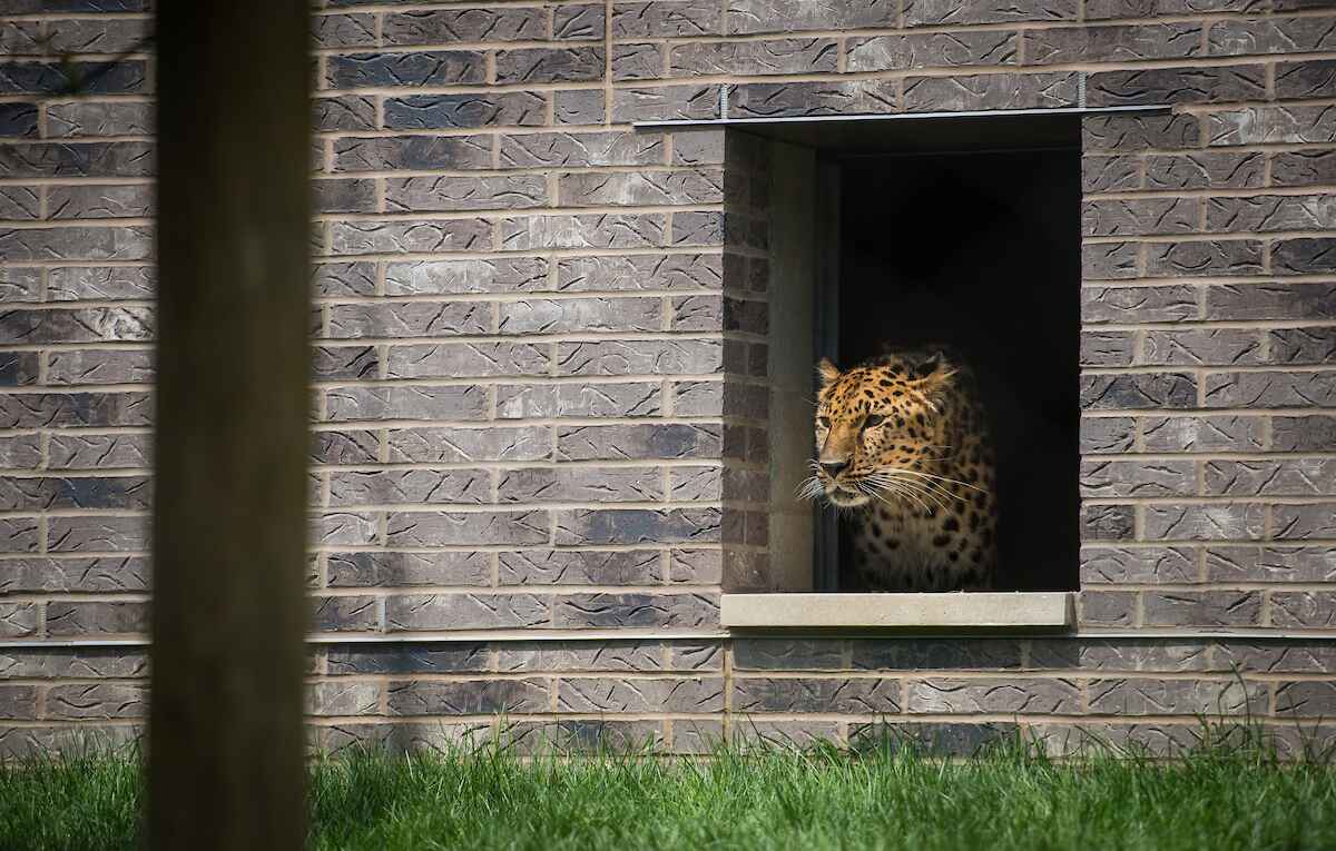 AH-Leopard.jpg