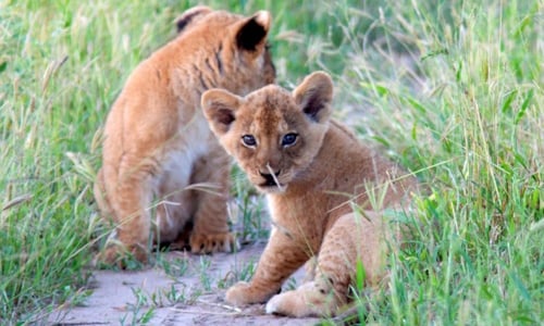 Lion-Cubs.jpg
