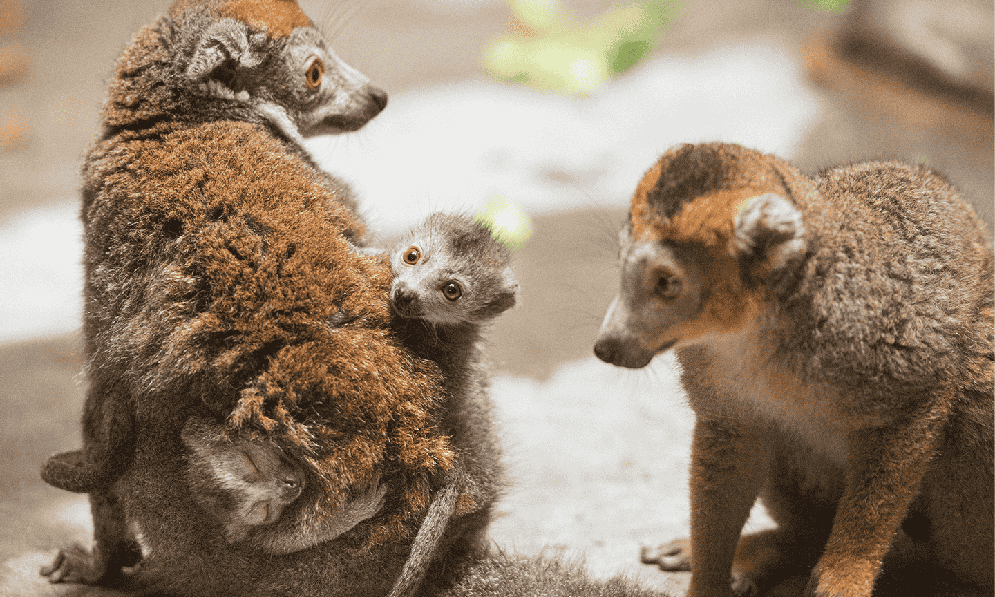 Lemur.png