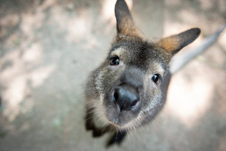 Baby-Kangaroo.jpg