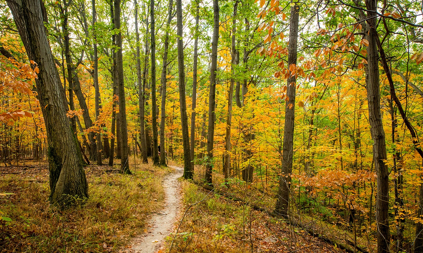 Trails-small.webp