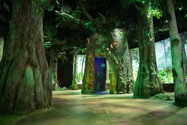CCM_Forest Home_mother tree CCM_Forest Home_mother tree