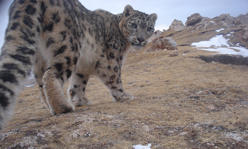 Leopard.png