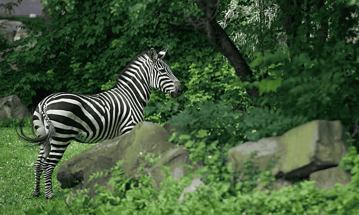 Zebra.png
