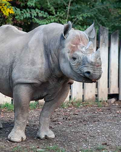 Rhino-Inge.jpg