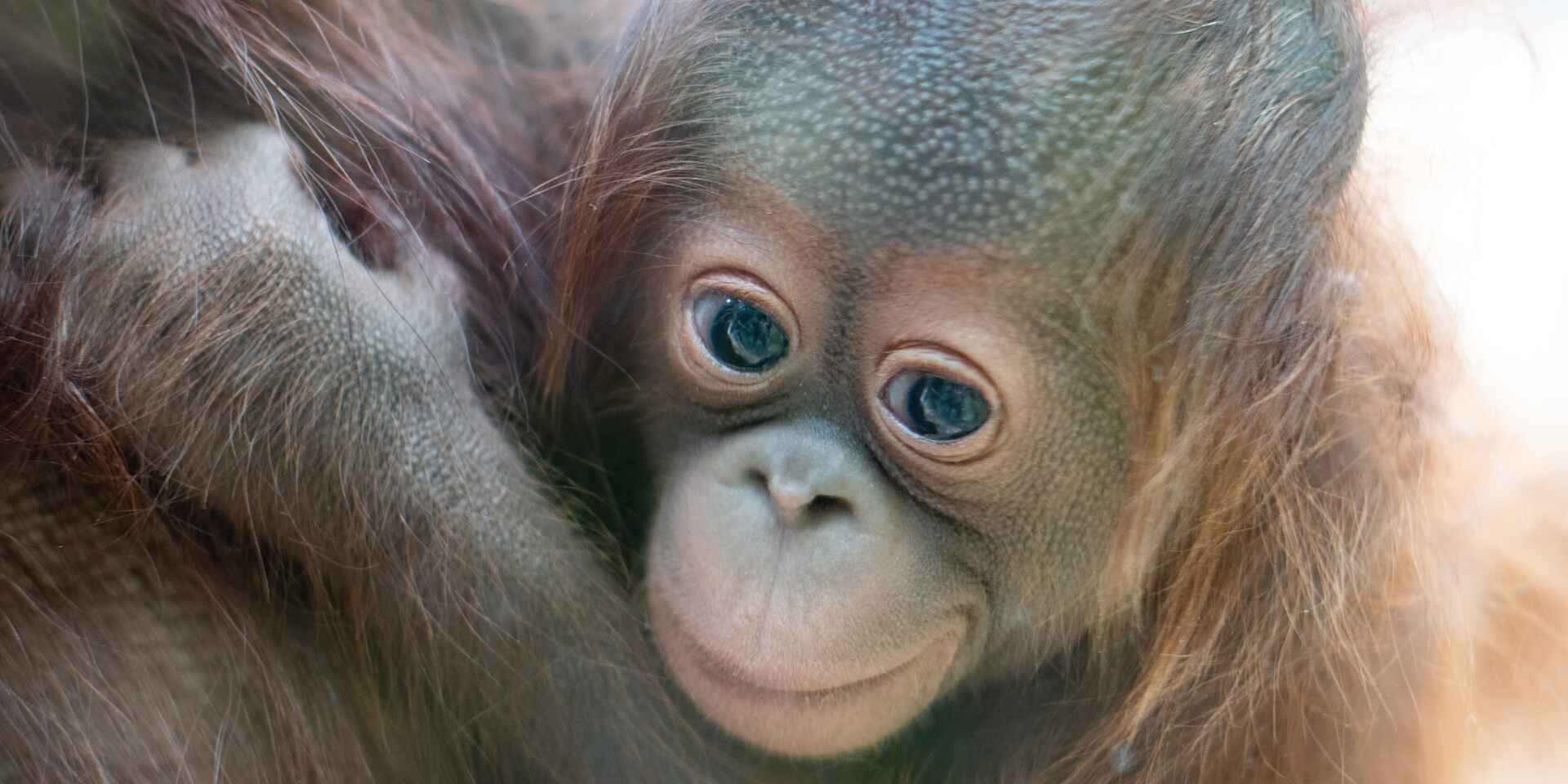 Orang.jpg