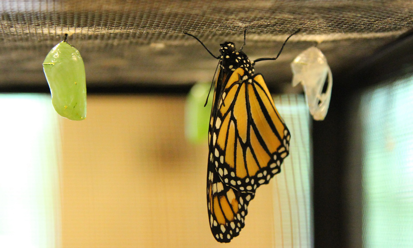 monarch-rearing_rrnc-social-thumnail-1.jpg