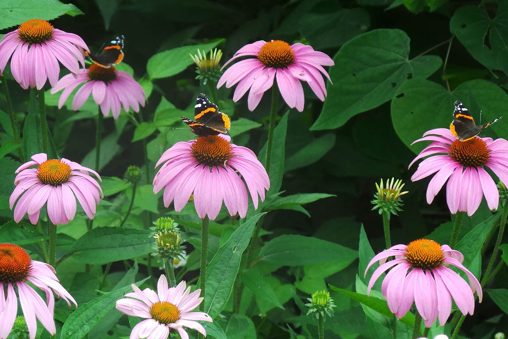 coneflowers-with-red-admirals.jpg