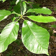black-gum.jpg