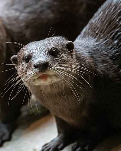 Otter-Bitzy.jpg