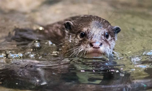 Otter_1.jpg