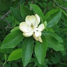 sweetbay-magnolia.jpg