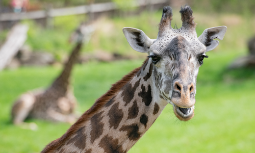 African-Savanna-Giraffe.png