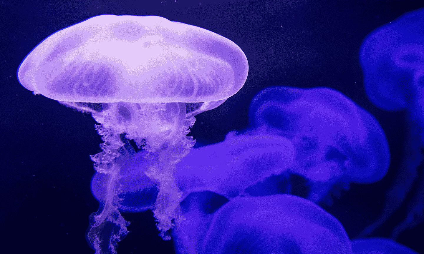 Moon-Jellyfish.png