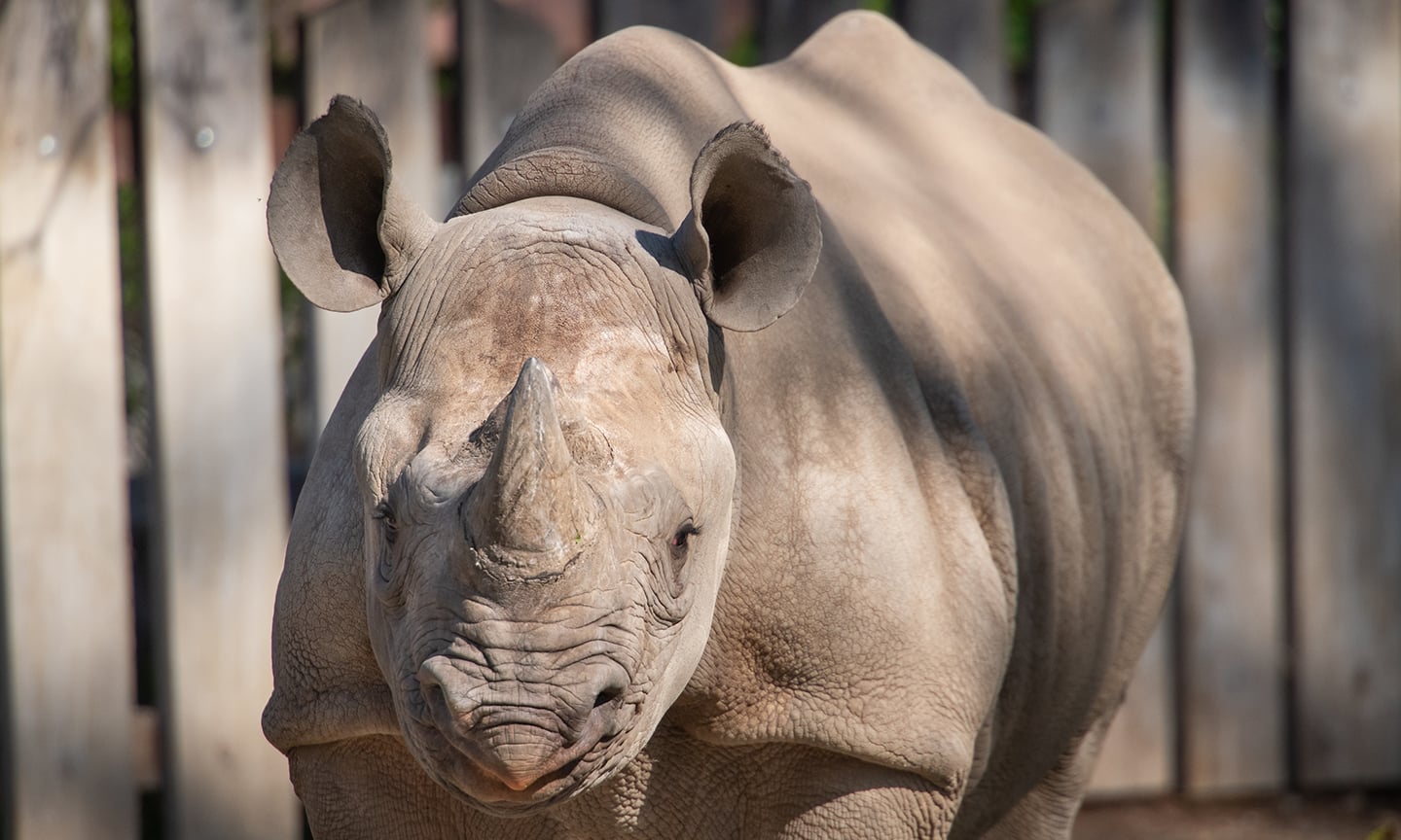 rhino.jpg